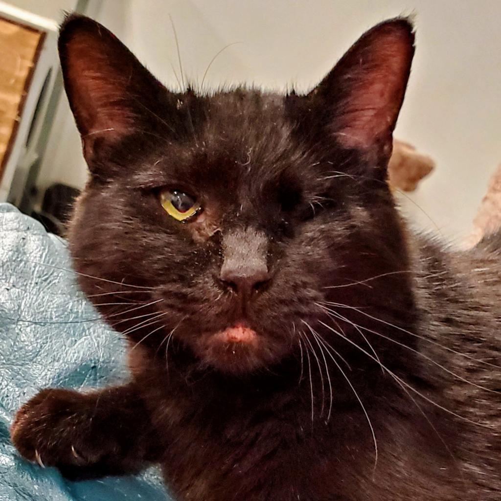 Belle, Adoptable, Senior Female Domestic Short Hair.