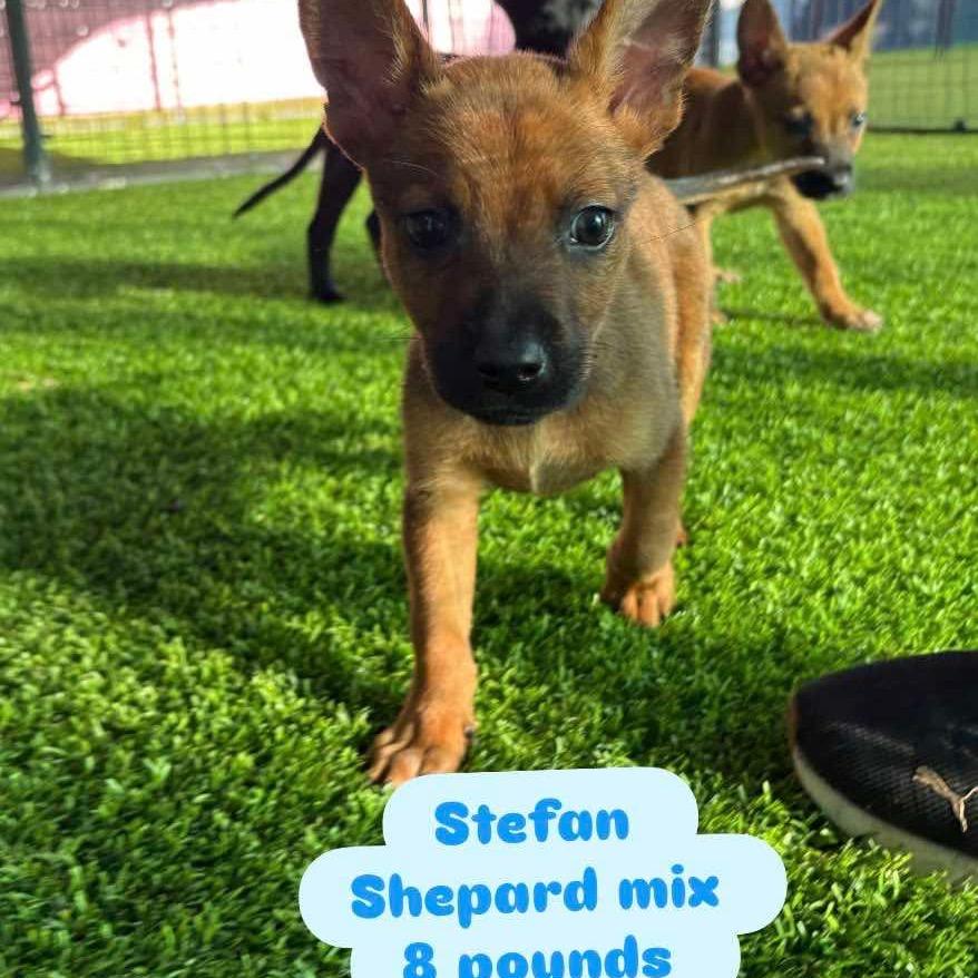 Stefan, Adoptable, Puppy Male German Shepherd Dog.