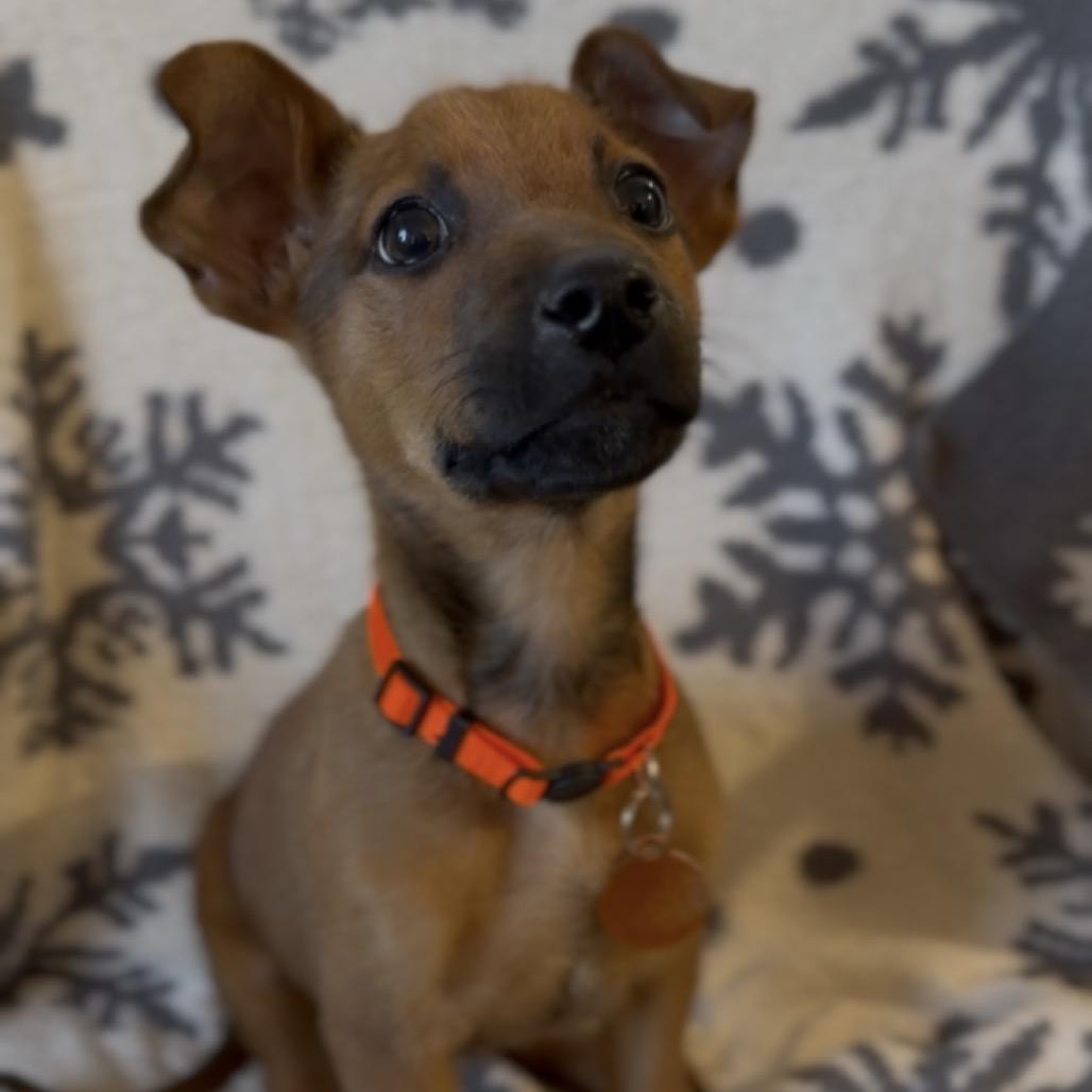 Stefan, a Adoptable German Shepherd Dog in Tampa, FL image 2/3