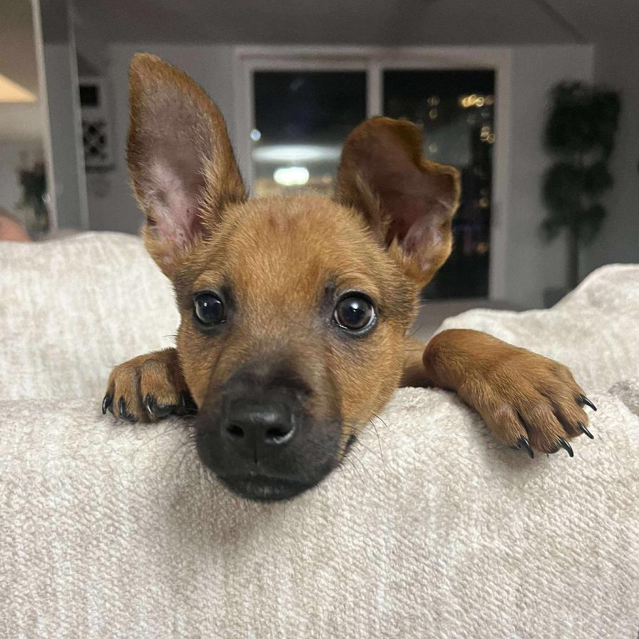 Stefan, a Adoptable German Shepherd Dog in Tampa, FL image 3/3