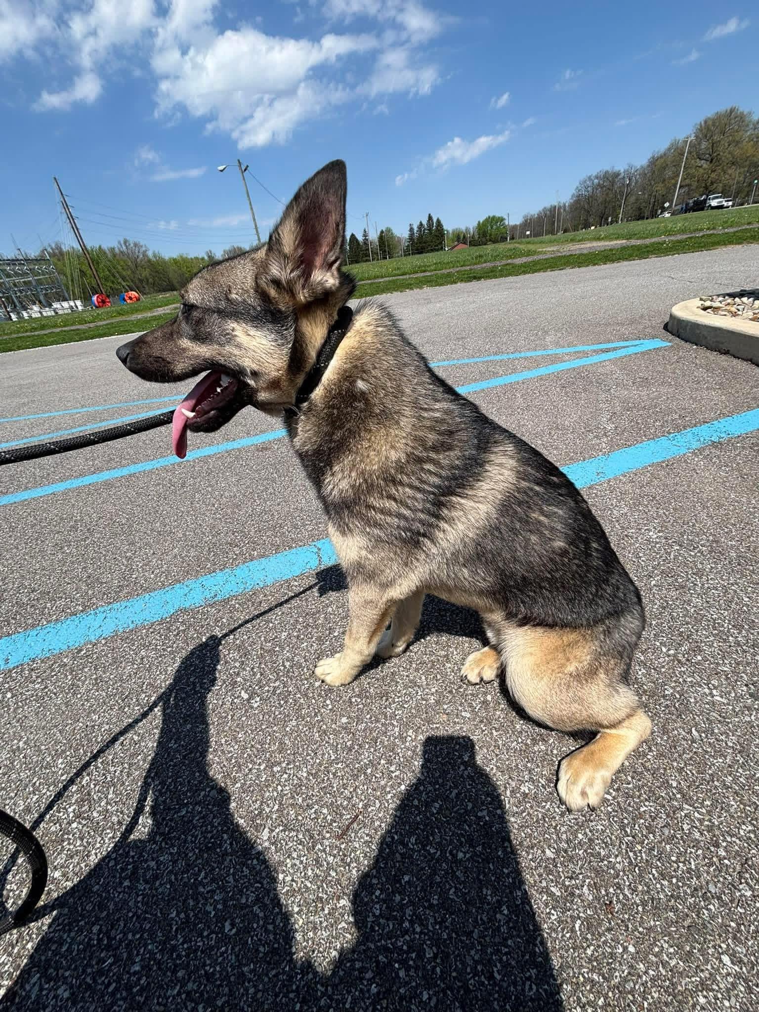 Ace, ADOPTABLE, Young Male Norwegian Elkhound.