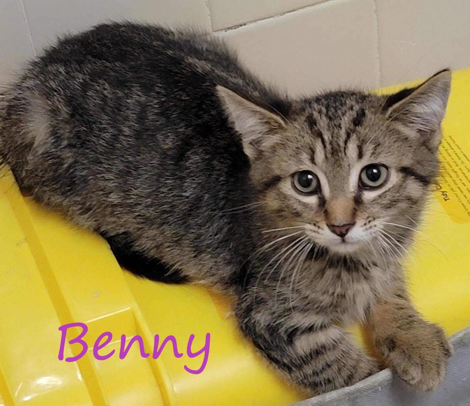 Benny Butterfly