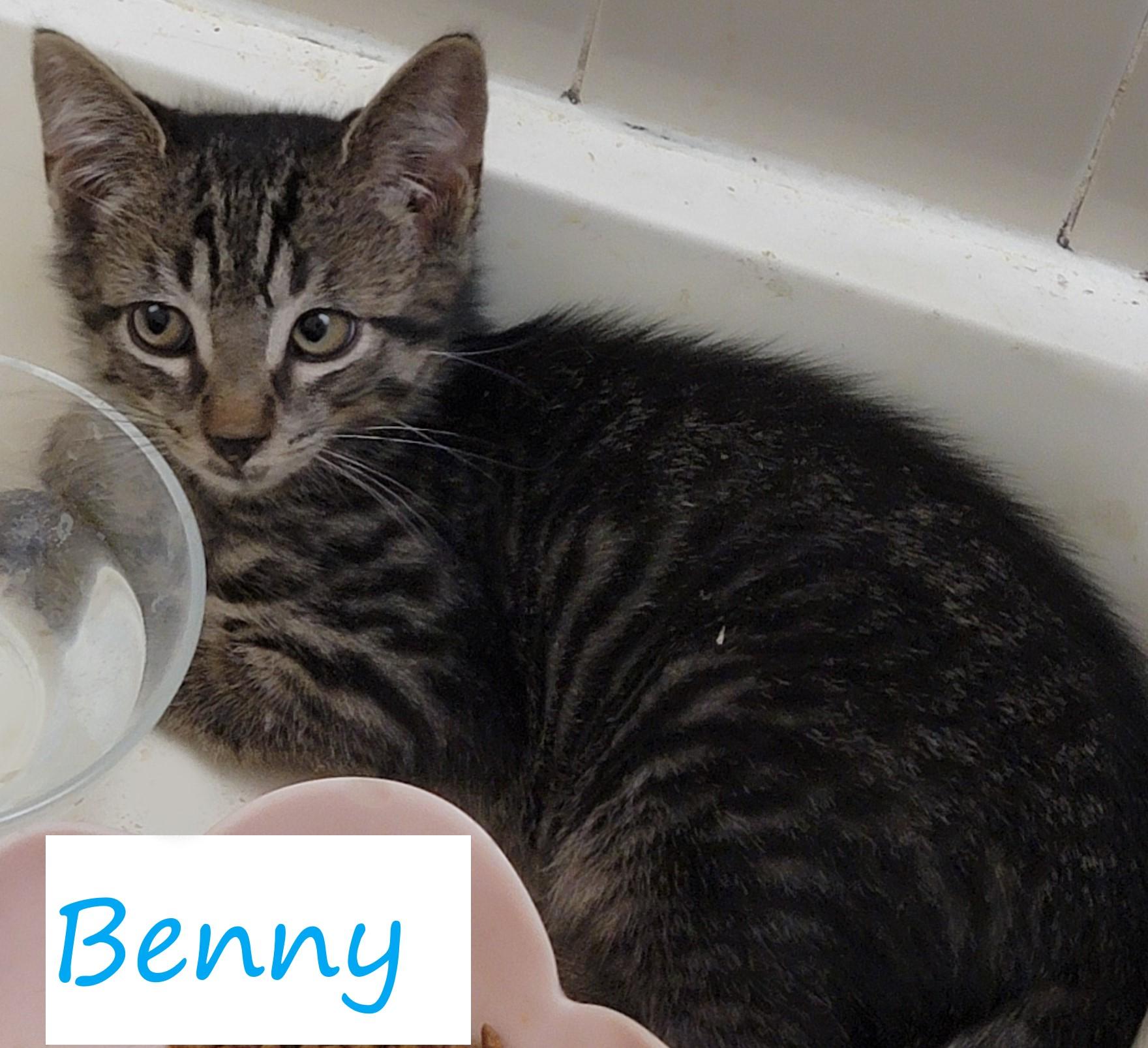 Benny Butterfly