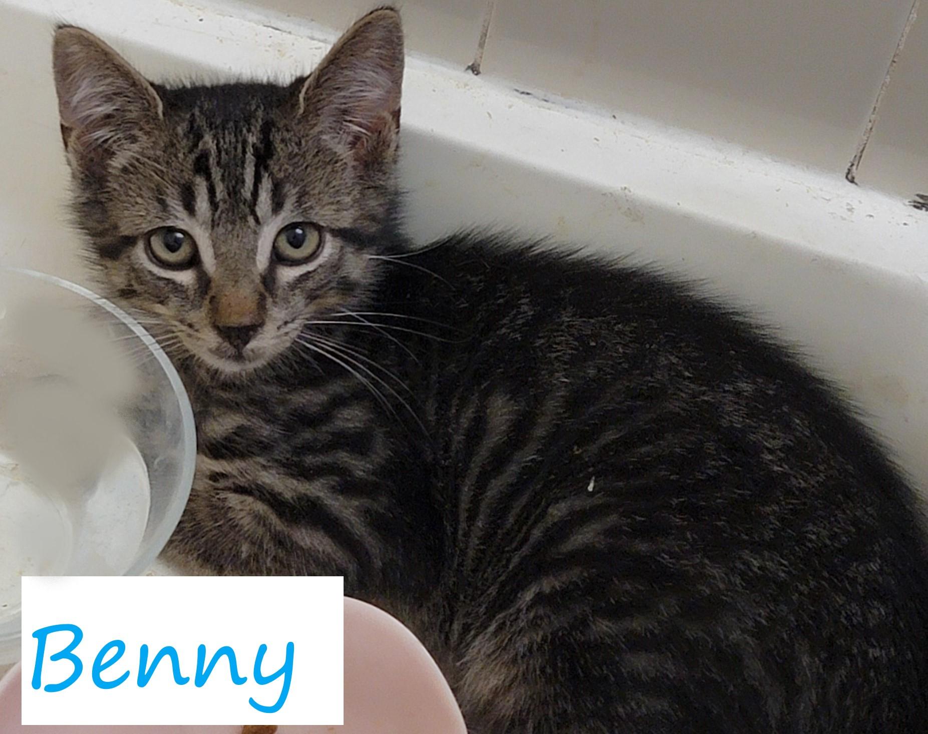 Benny Butterfly