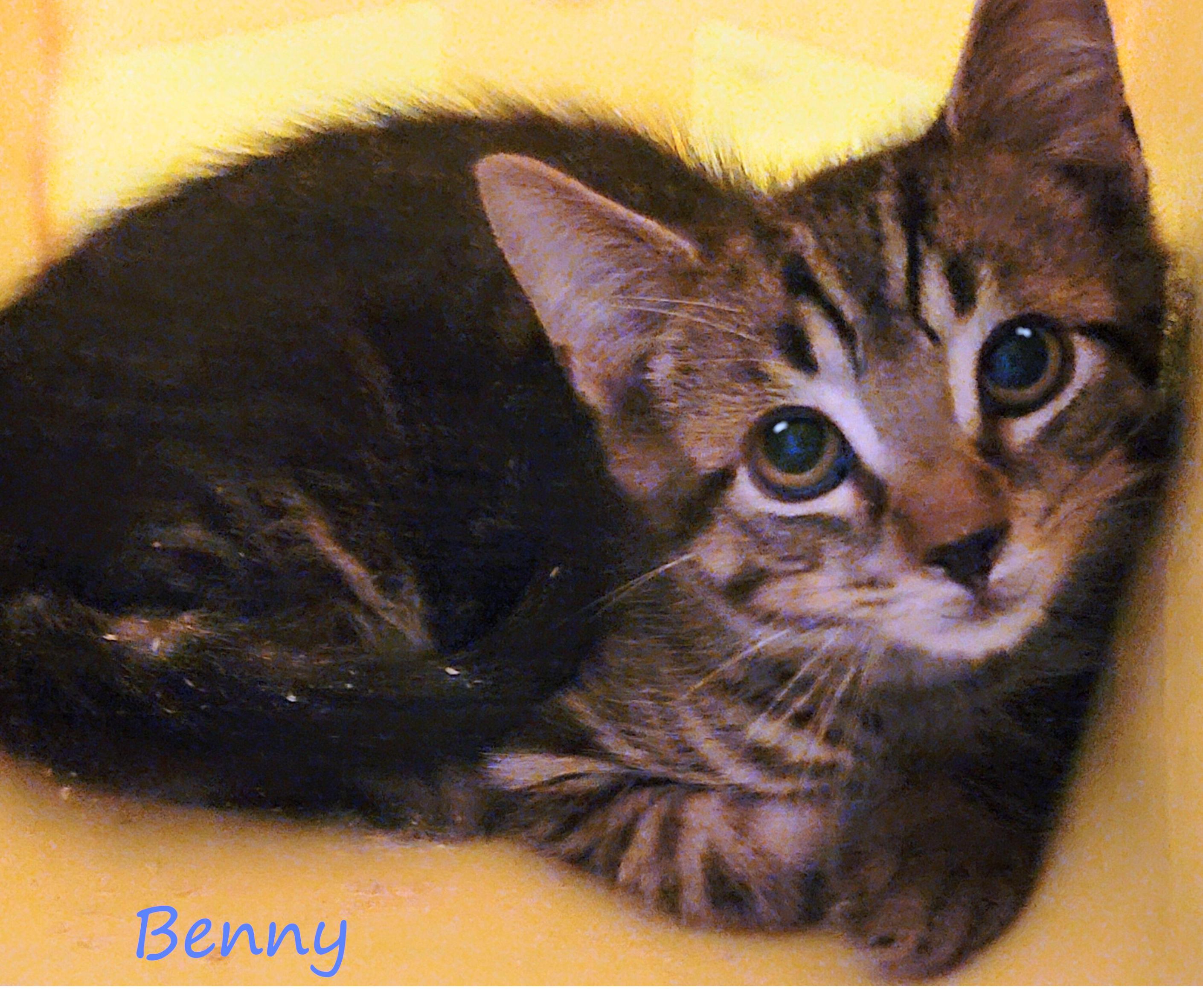 Benny Butterfly