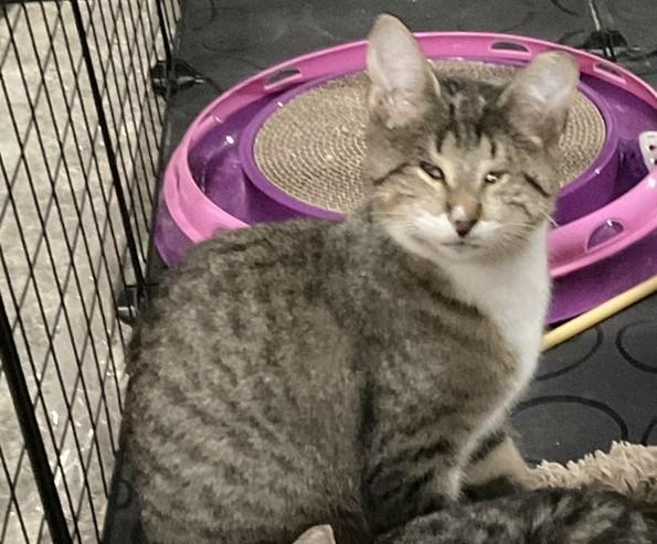 Sara, Adoptable, Young Female Domestic Short Hair.