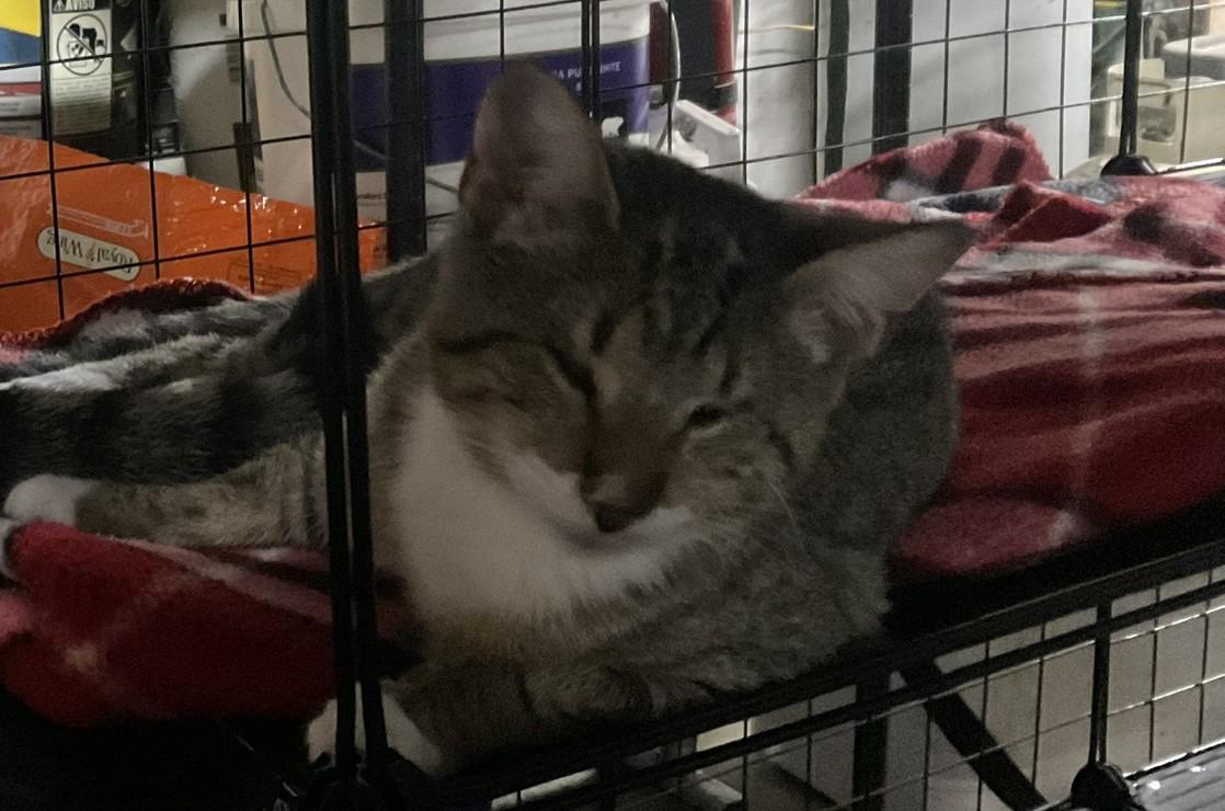 Enlarge Sara, a Adoptable Domestic Short Hair in Nashville, TN image 2/4