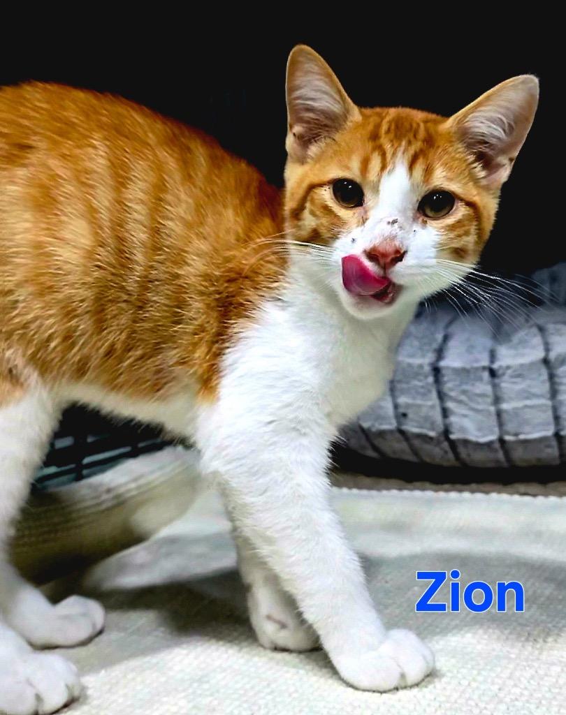 Zion aka Puka Nacua, Adoptable, Kitten Male Domestic Short Hair.