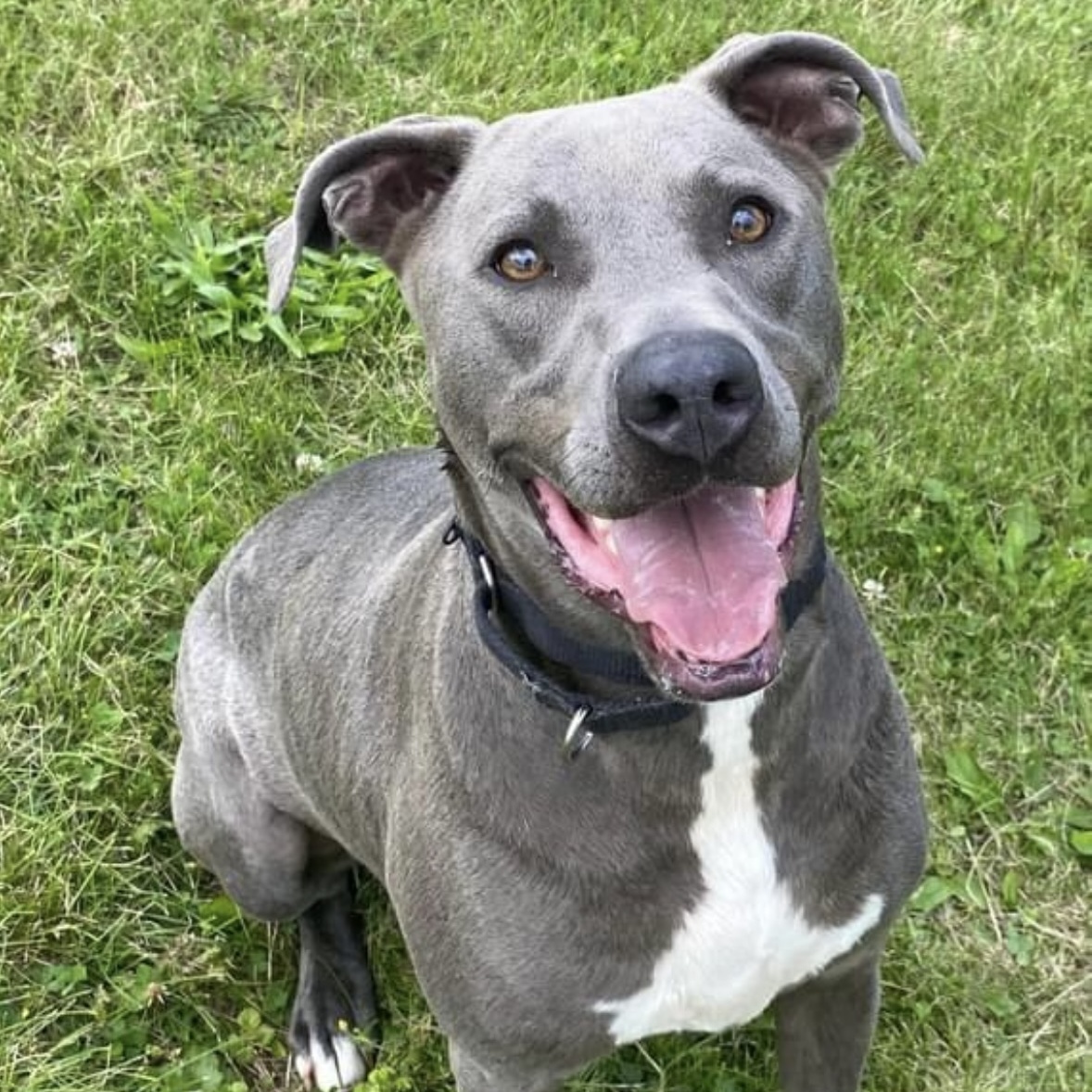 Bella, a Adoptable mixed breed in Spencer, IN image 2/2