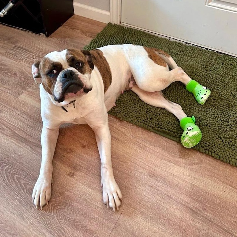 Enlarge Lola, a Adoptable mixed breed in Cincinnati, OH image 3/6