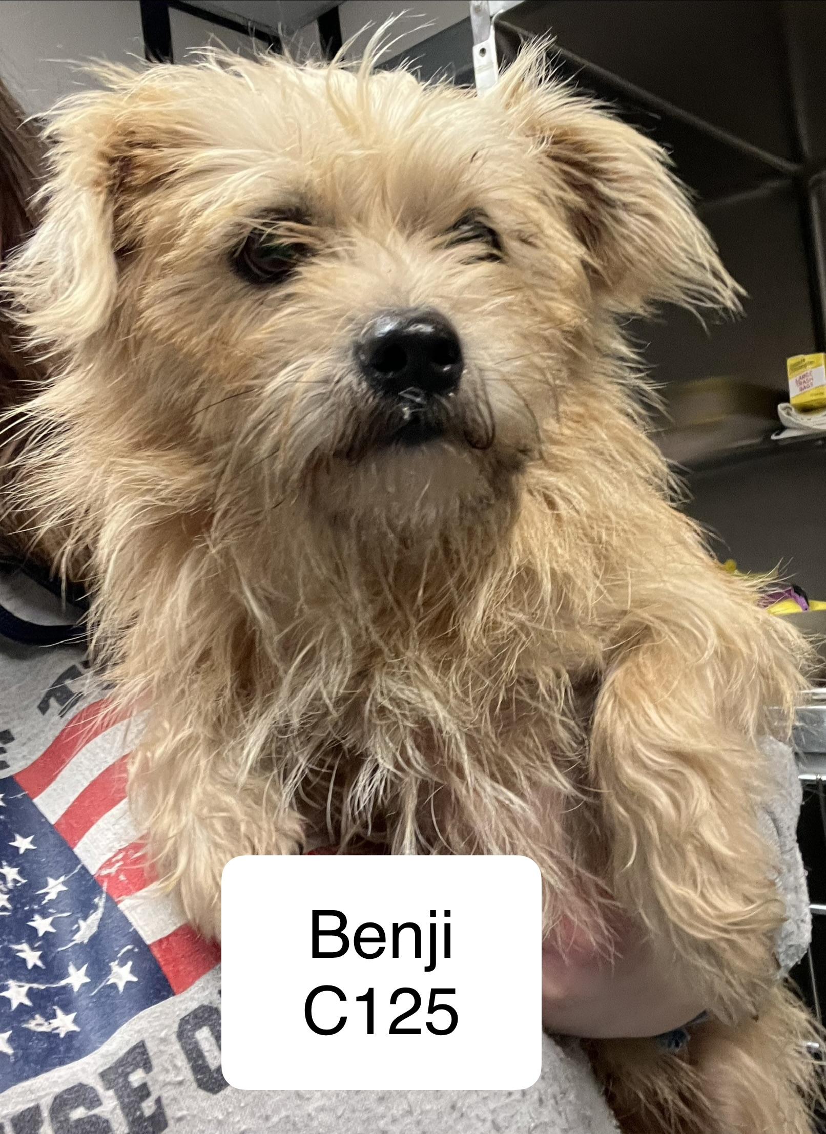 Enlarge Benji, a Adopted Wirehaired Terrier in Morganton, NC image 1/1