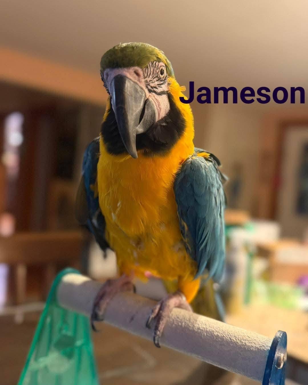 Jameson photo