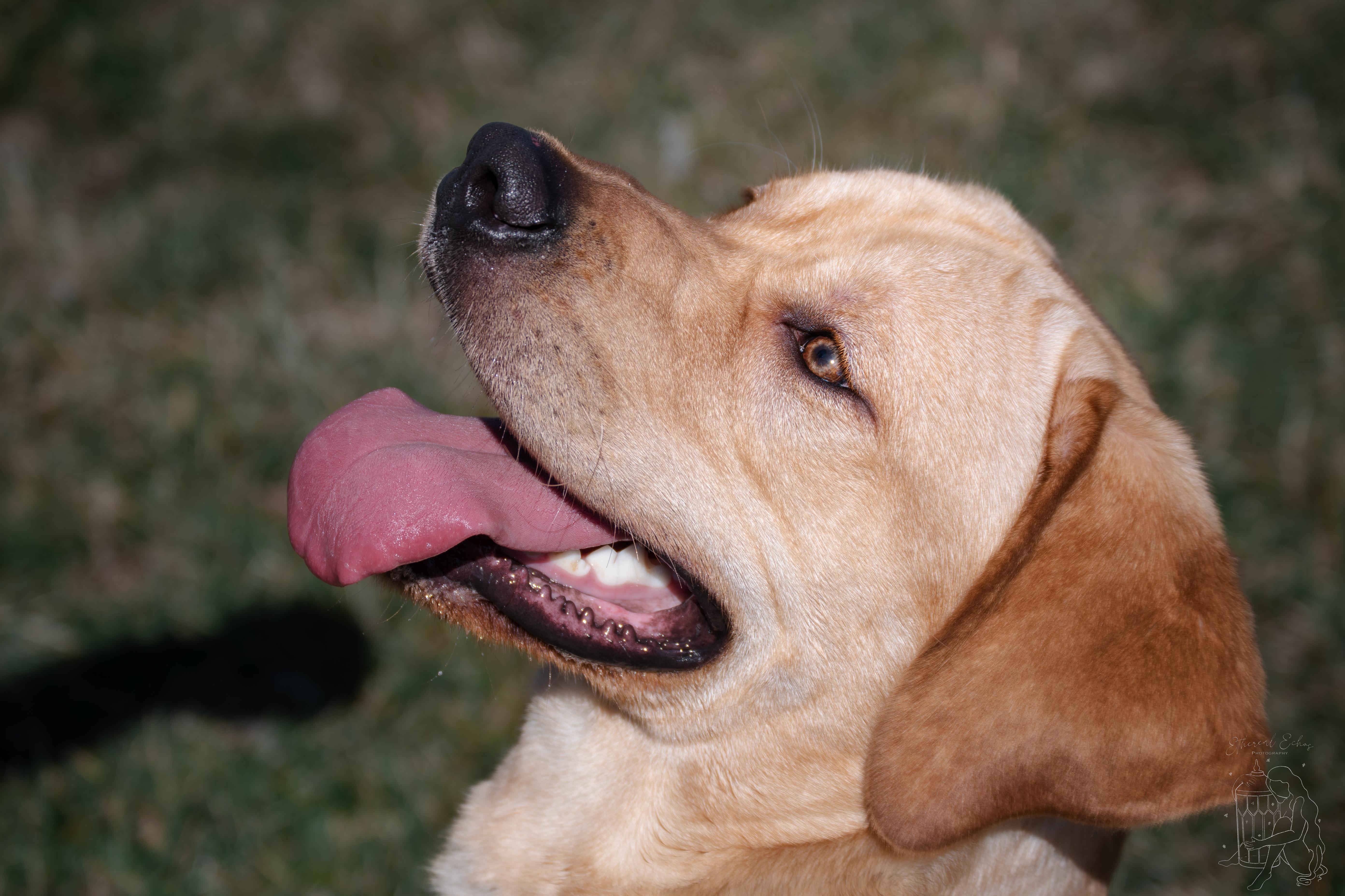 Enlarge Buggy, an adopted mixed breed in Winchester, KY image 3/6