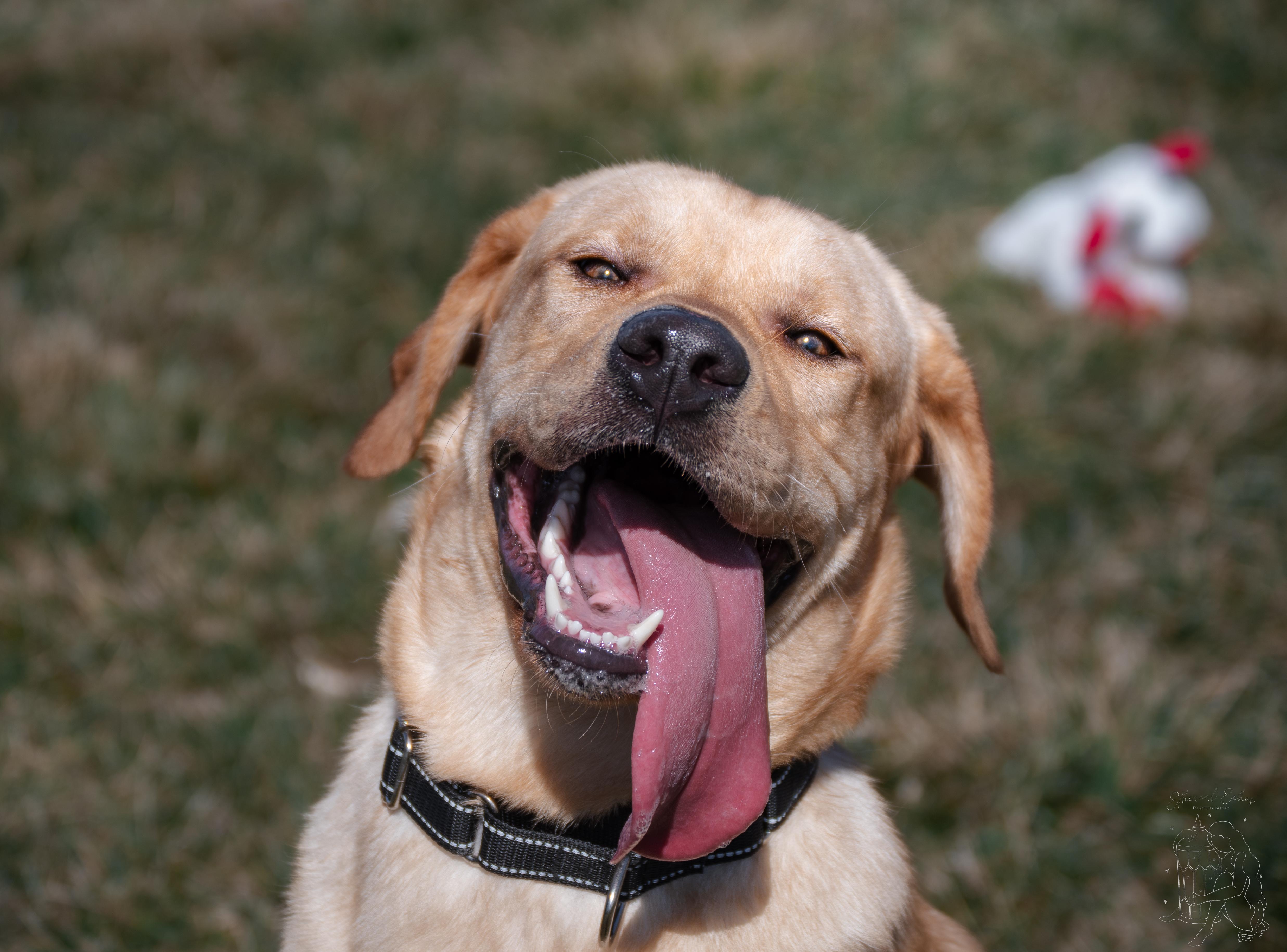 Enlarge Buggy, an adopted mixed breed in Winchester, KY image 5/6