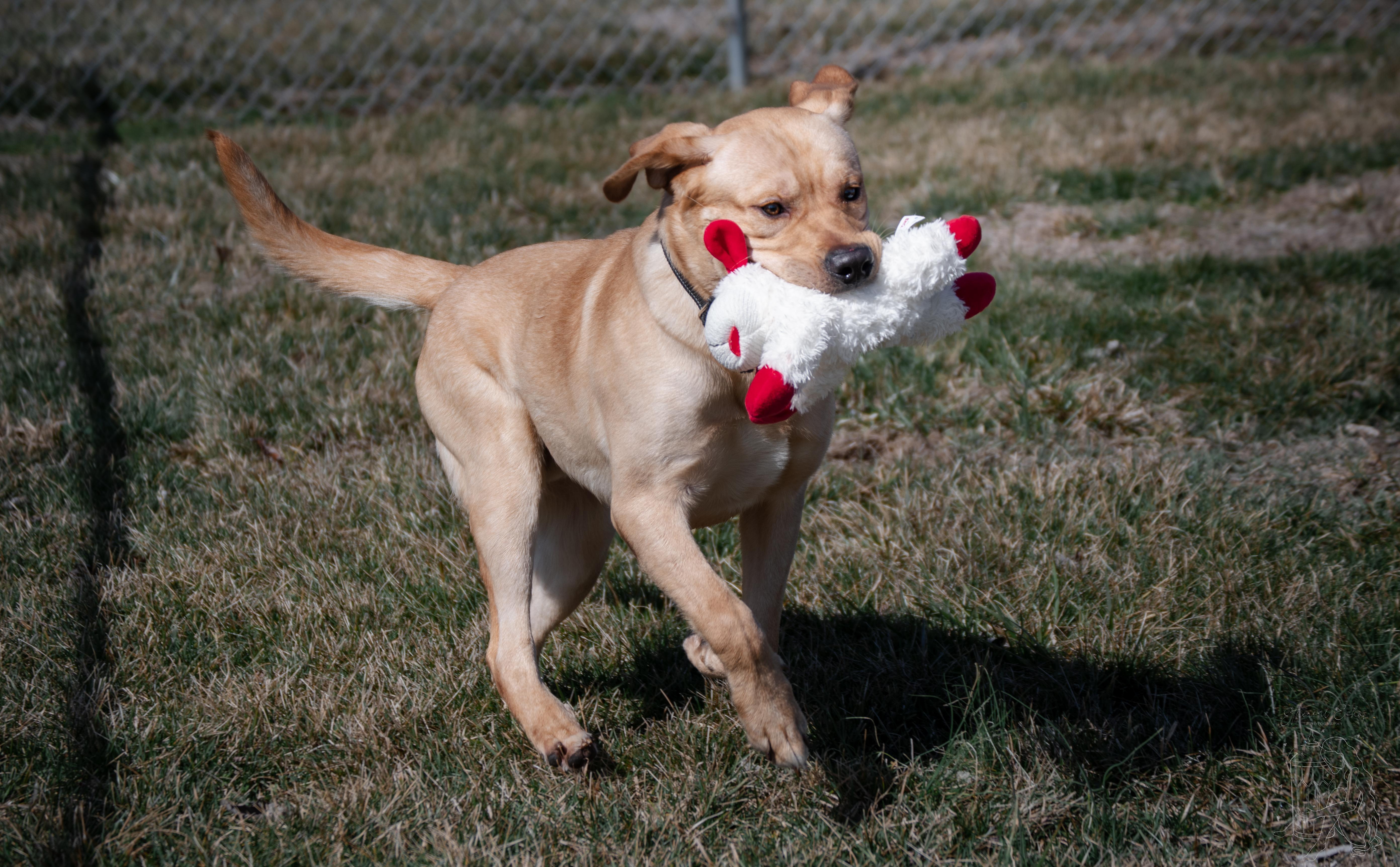 Enlarge Buggy, an adopted mixed breed in Winchester, KY image 2/6