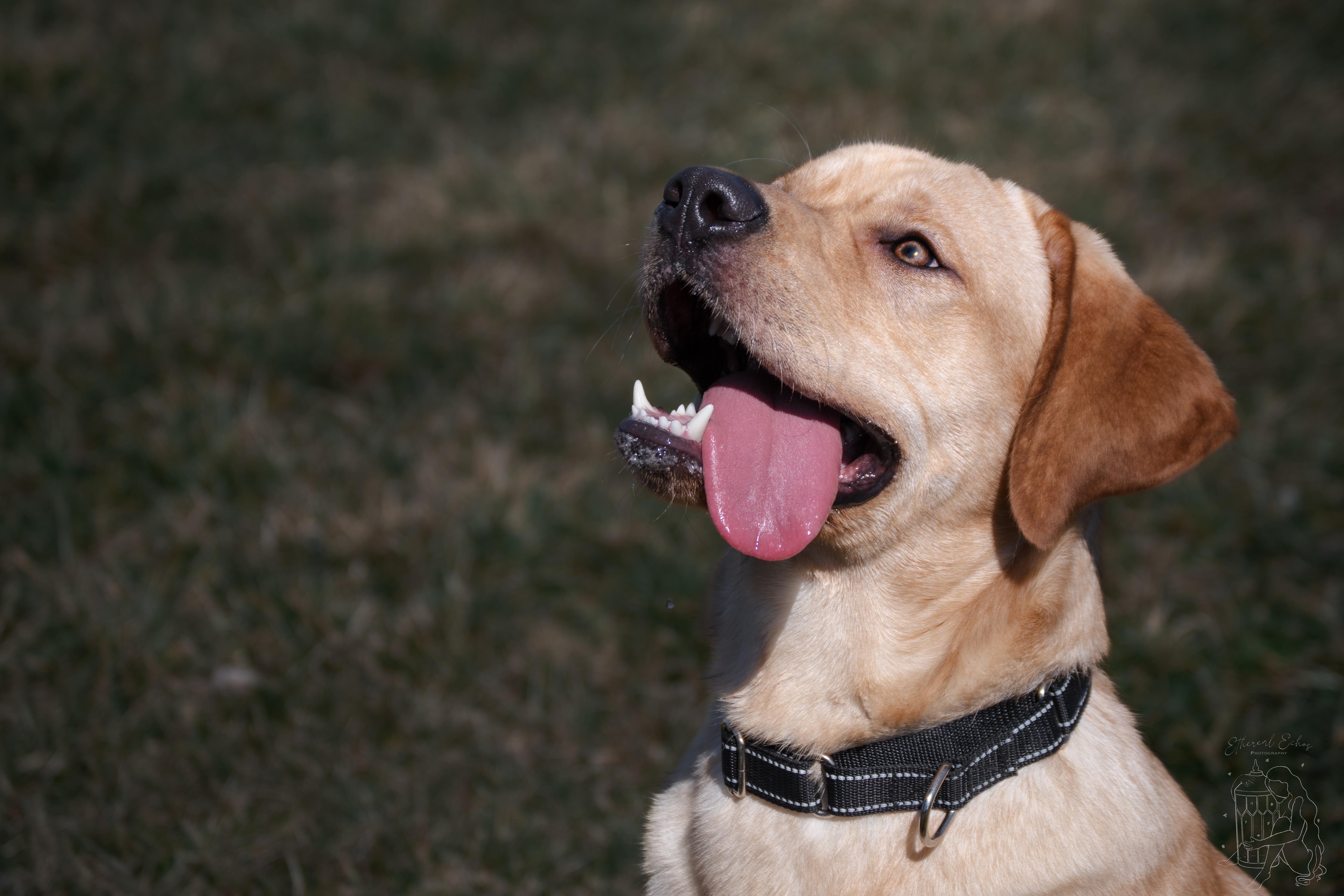 Enlarge Buggy, an adopted mixed breed in Winchester, KY image 6/6