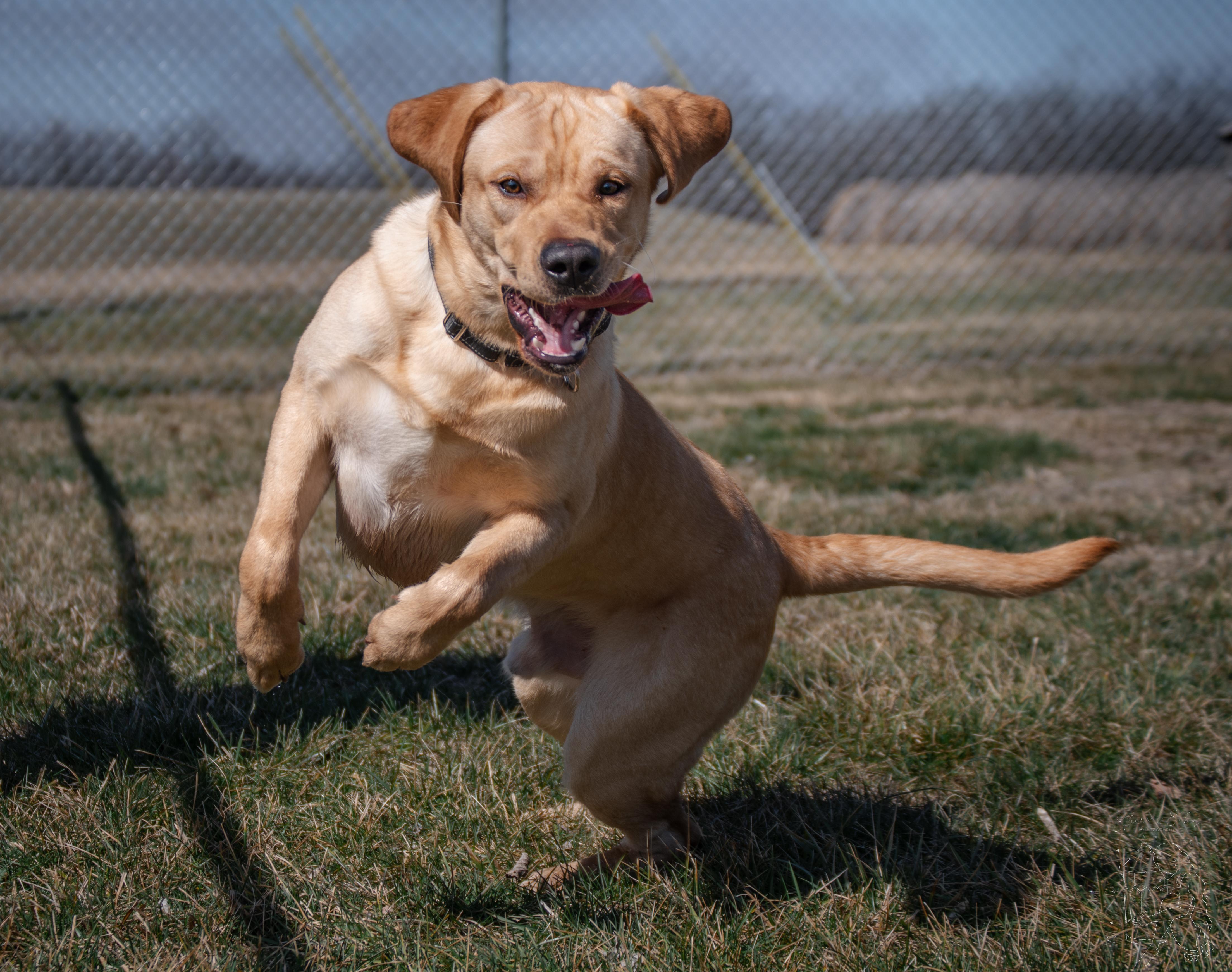 Enlarge Buggy, an adopted mixed breed in Winchester, KY image 4/6