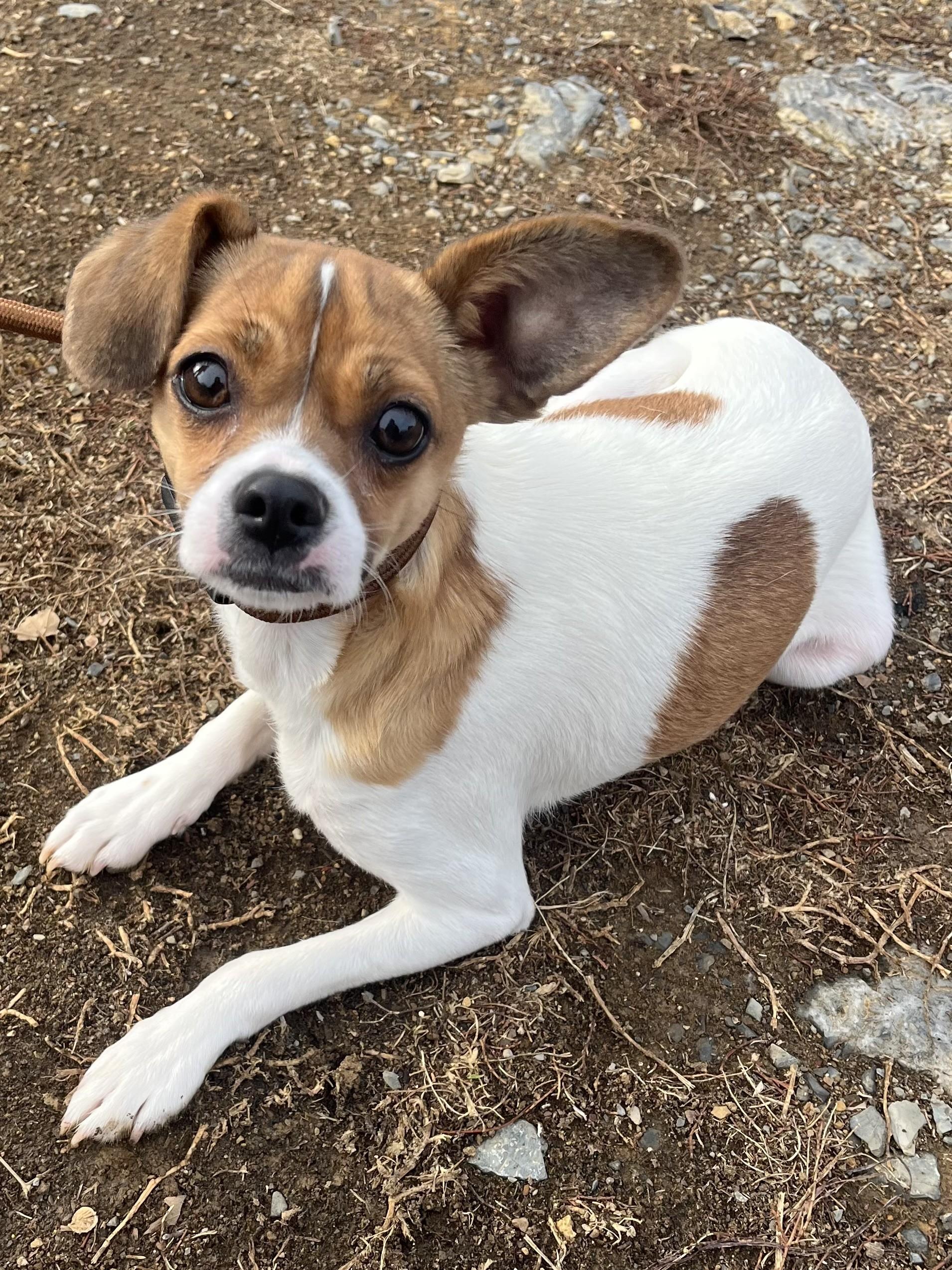Enlarge Taz, a Adoptable mixed breed in Winchester, VA image 1/3
