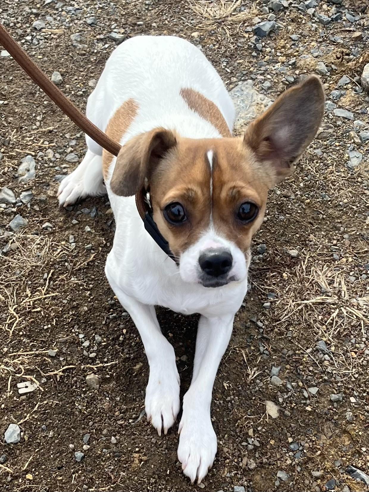 Enlarge Taz, a Adoptable mixed breed in Winchester, VA image 2/3