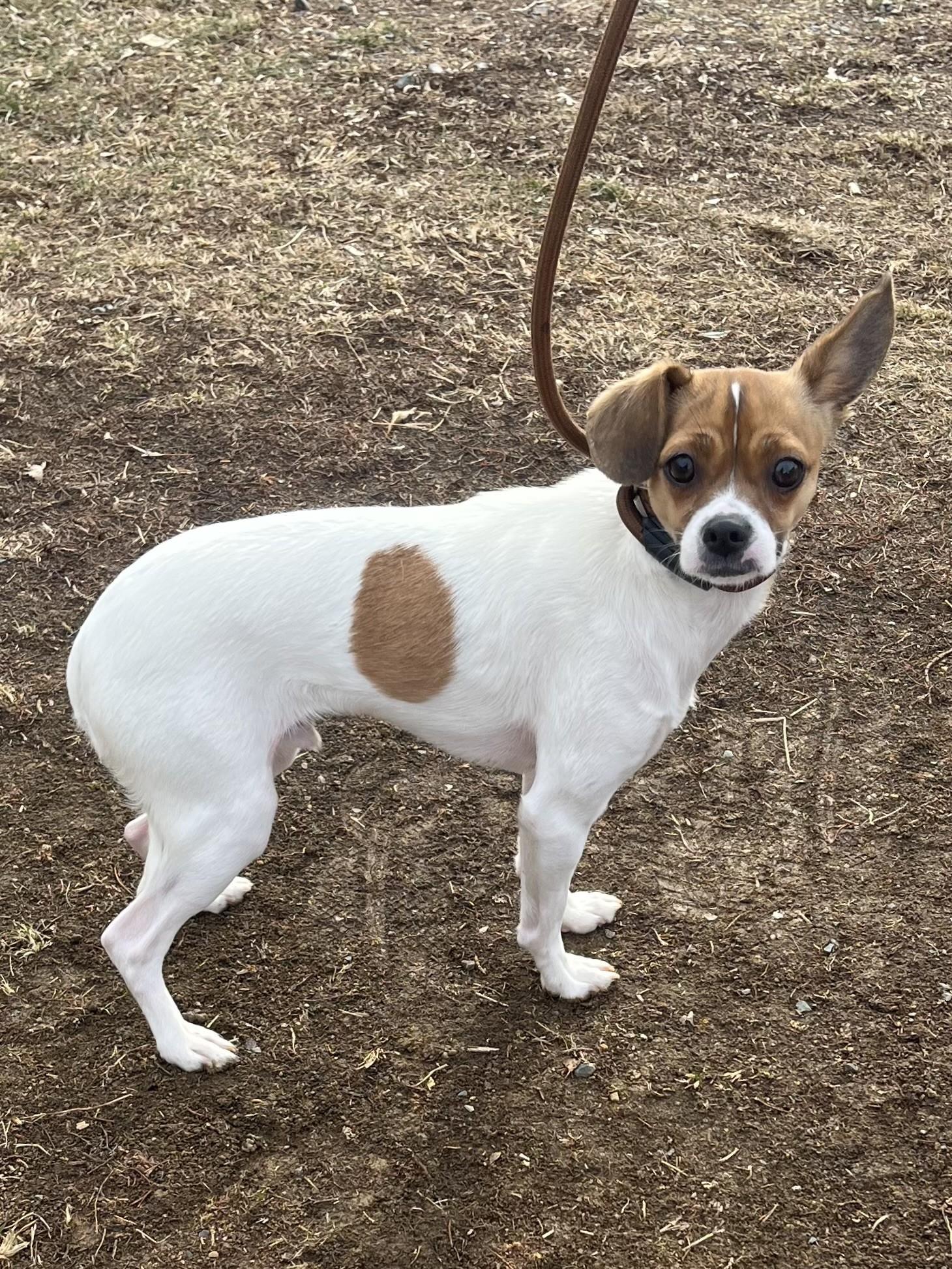 Enlarge Taz, a Adoptable mixed breed in Winchester, VA image 3/3