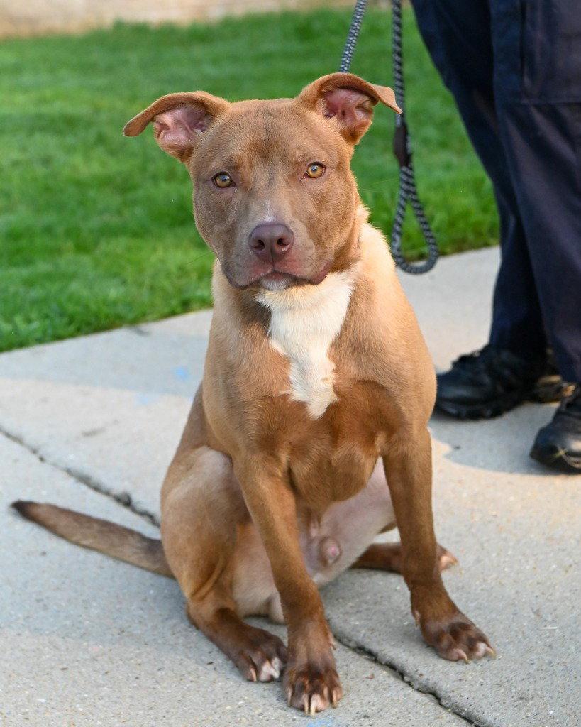 DA 12 Mr. Drool, Adoptable, Young Male Pit Bull Terrier & Terrier.