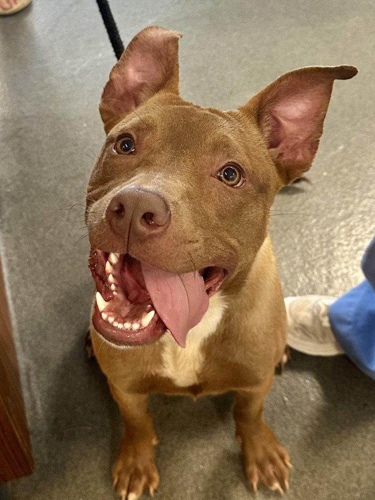DA 12 Mr. Drool, a Adoptable mixed breed in Glen Allen, VA image 2/3