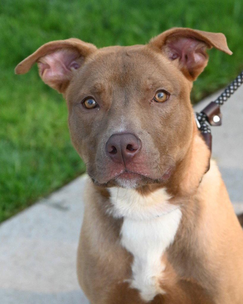 DA 12 Mr. Drool, a Adoptable mixed breed in Glen Allen, VA image 3/3
