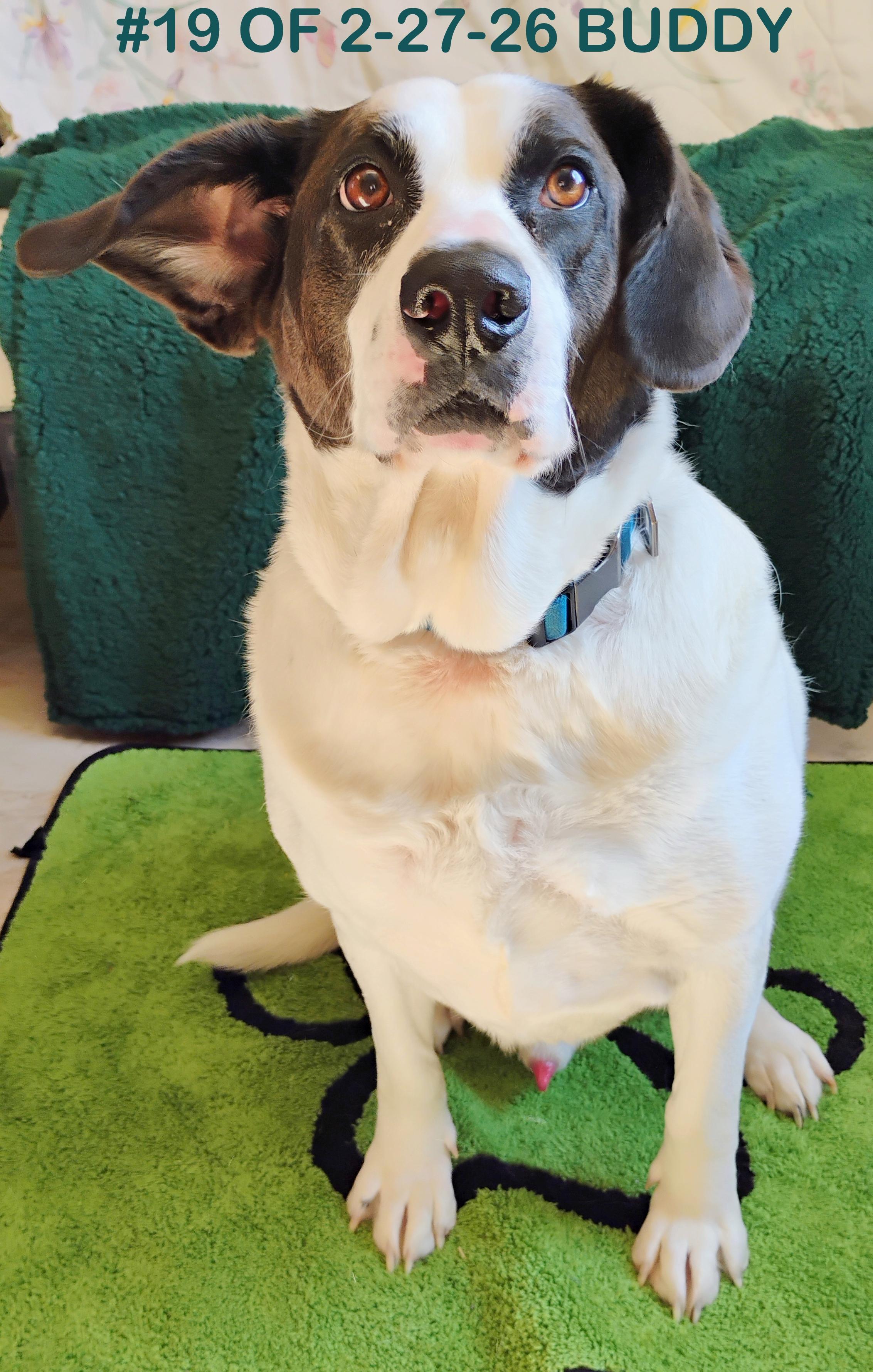 Enlarge Buddy #19 of 2-27-26, an adopted mixed breed in Gaylord, MI image 1/1