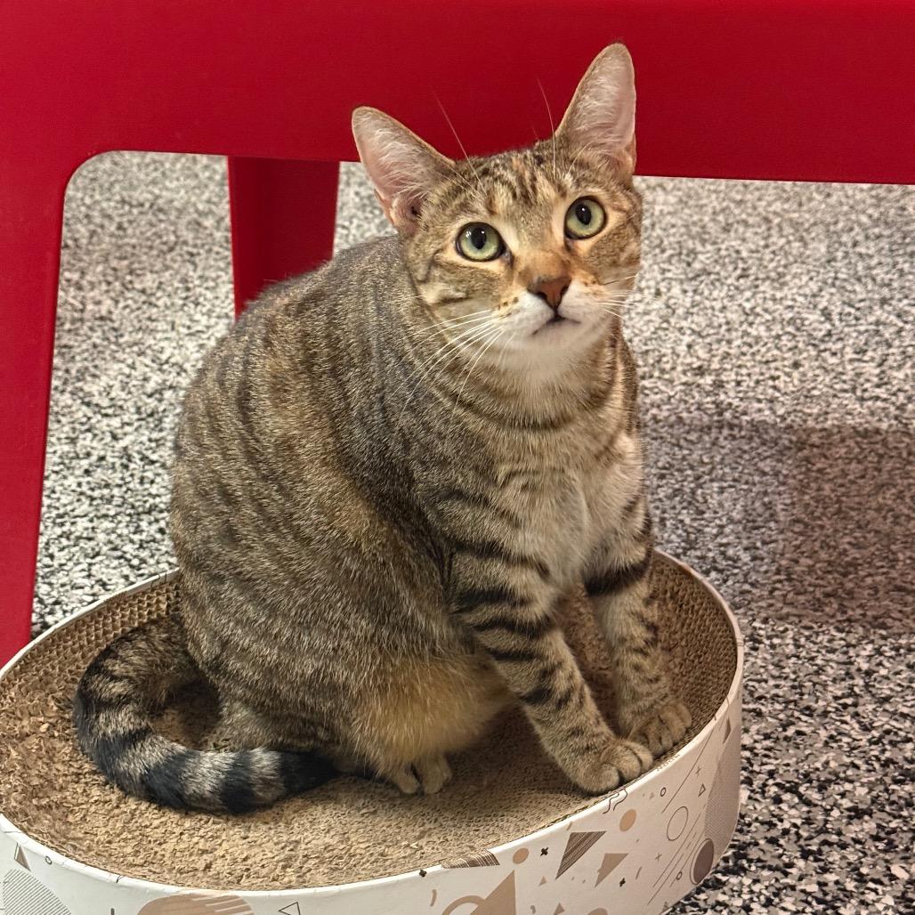 Rummy, Adoptable, Adult Female Domestic Short Hair.