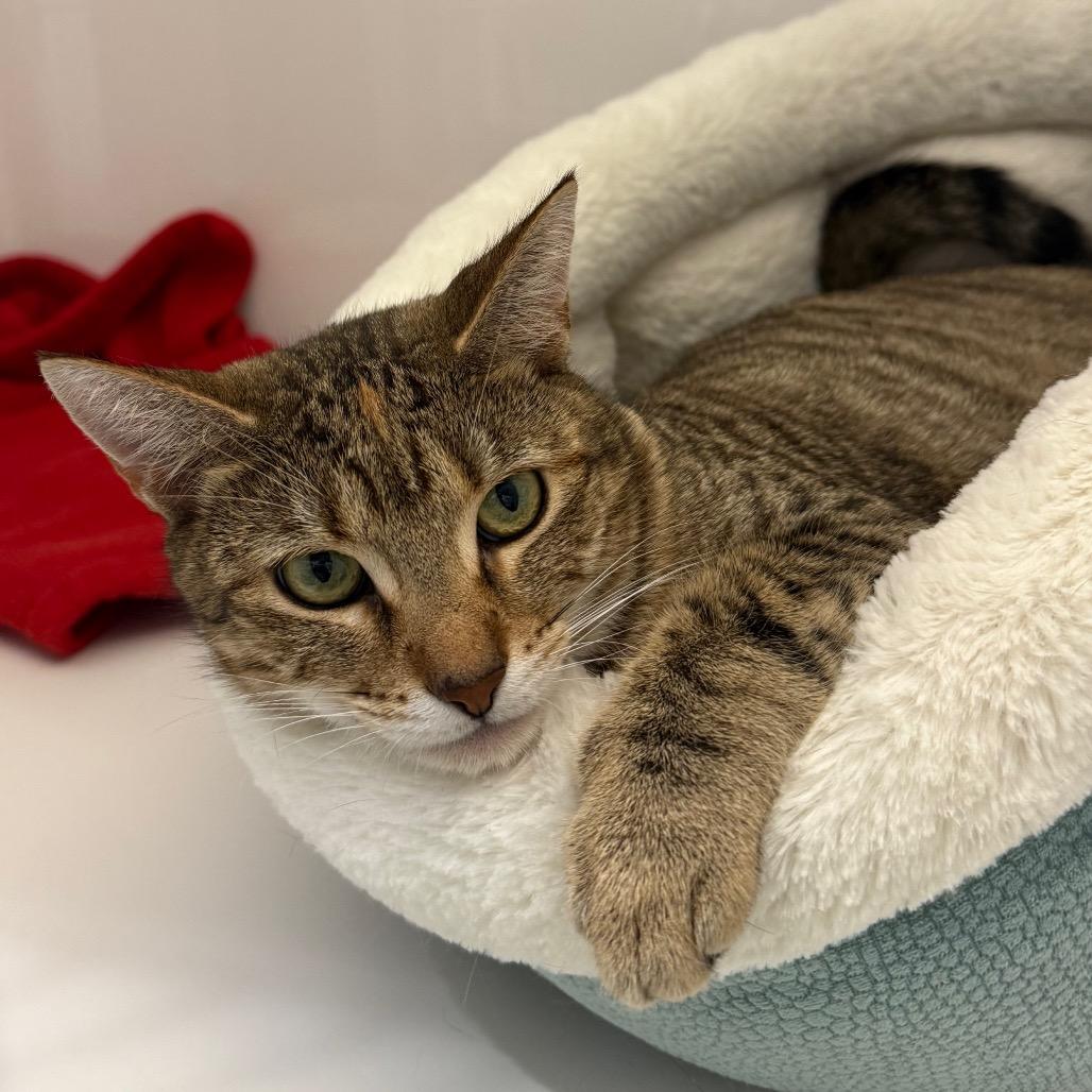 Enlarge Rummy, a Adoptable Domestic Short Hair in Ponte Vedra Beach, FL image 1/2