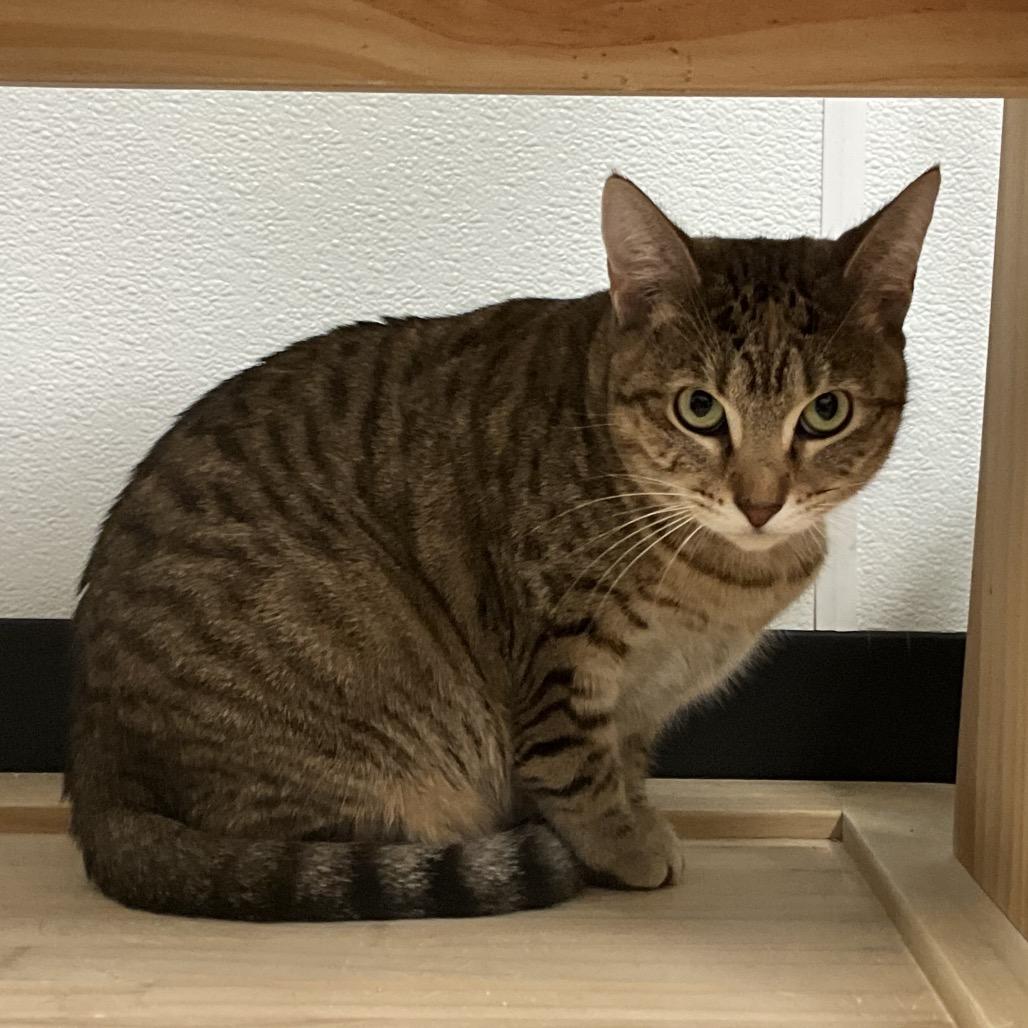 Enlarge Rummy, a Adoptable Domestic Short Hair in Ponte Vedra Beach, FL image 2/2