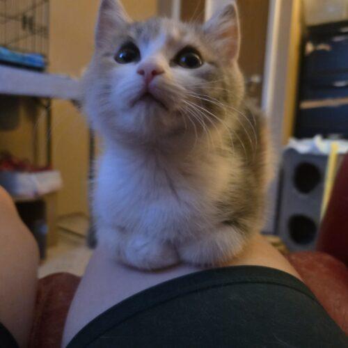 Posey, a Adoptable Domestic Short Hair in Canal Winchester, OH image 1/5