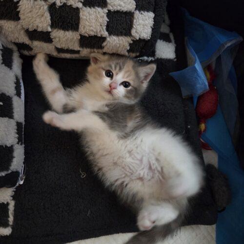 Posey, a Adoptable Domestic Short Hair in Canal Winchester, OH image 3/5