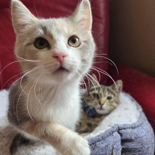 Posey, a Adoptable Domestic Short Hair in Canal Winchester, OH image 4/5