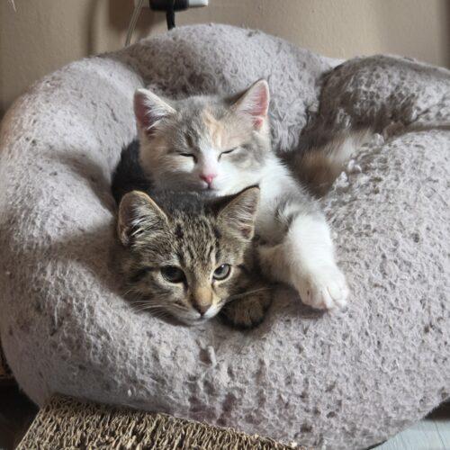 Posey, a Adoptable Domestic Short Hair in Canal Winchester, OH image 5/5
