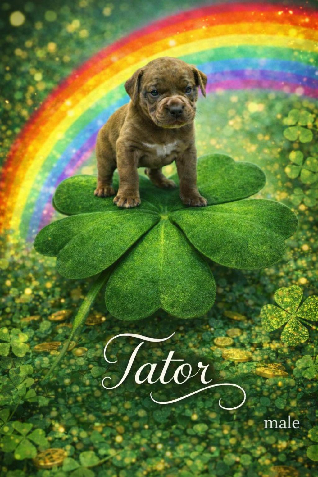 Enlarge Tator, a ADOPTABLE mixed breed in Mauston, WI image 1/1