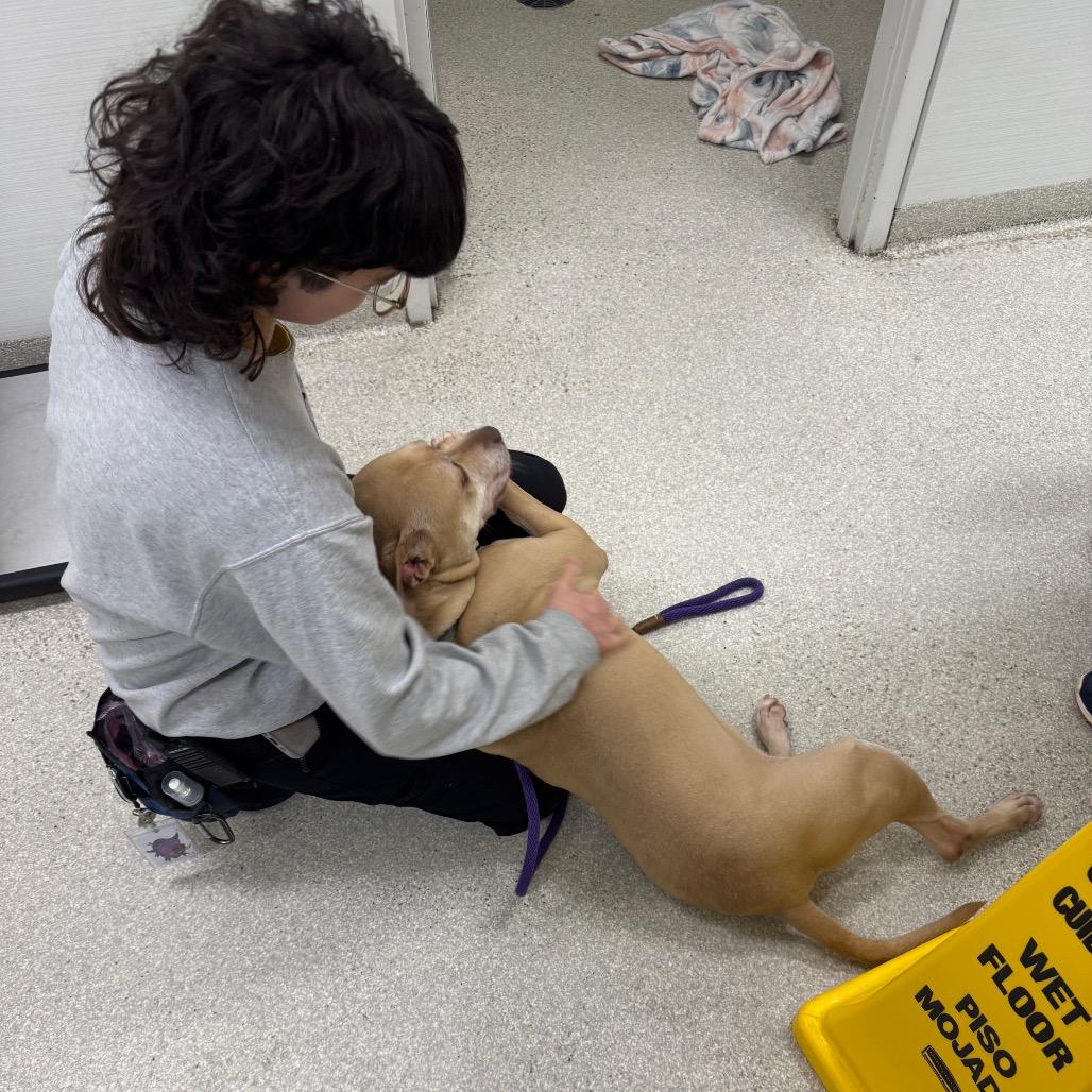 Enlarge Scarlett, a Adoptable mixed breed in Novelty, OH image 2/3