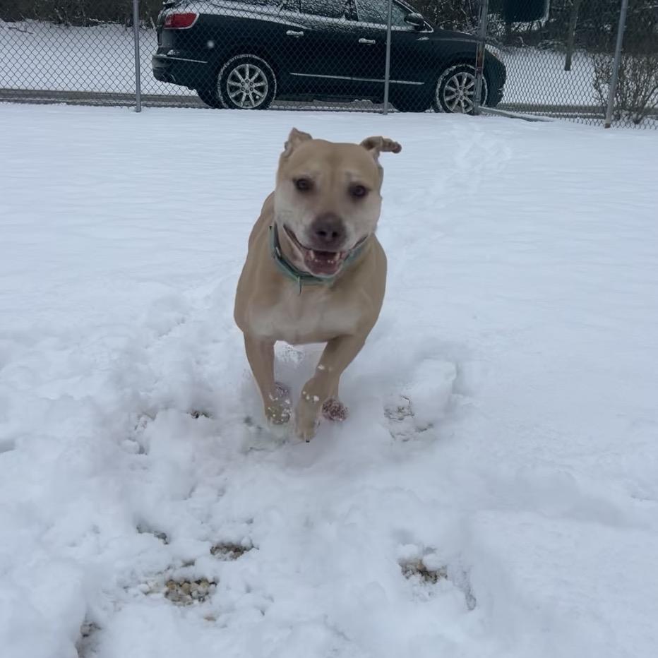 Enlarge Scarlett, a Adoptable mixed breed in Novelty, OH image 4/6