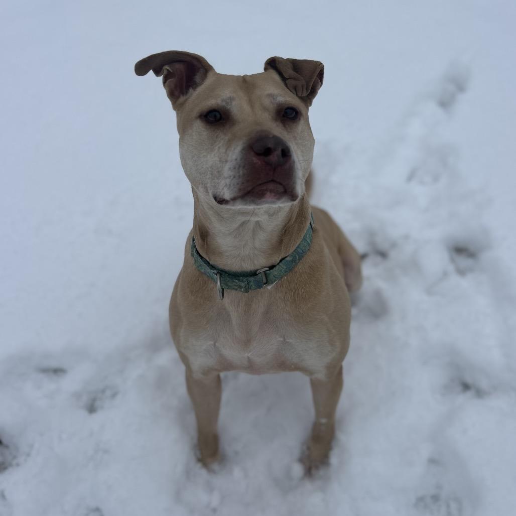 Enlarge Scarlett, a Adoptable mixed breed in Novelty, OH image 5/6