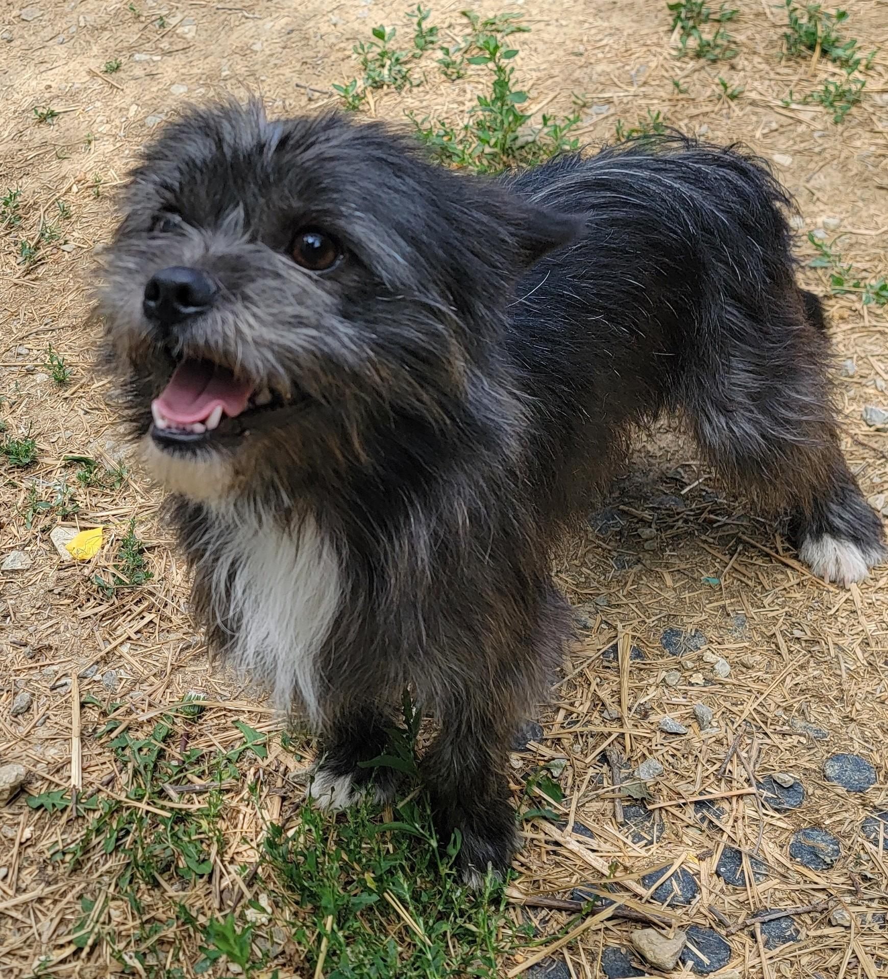 Enlarge Duke, an adopted Cairn Terrier in Mount Sterling, KY image 4/5