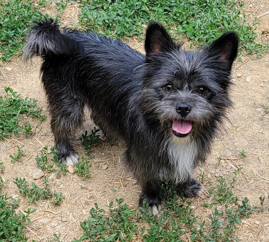 Enlarge Duke, an adopted Cairn Terrier in Mount Sterling, KY image 2/5