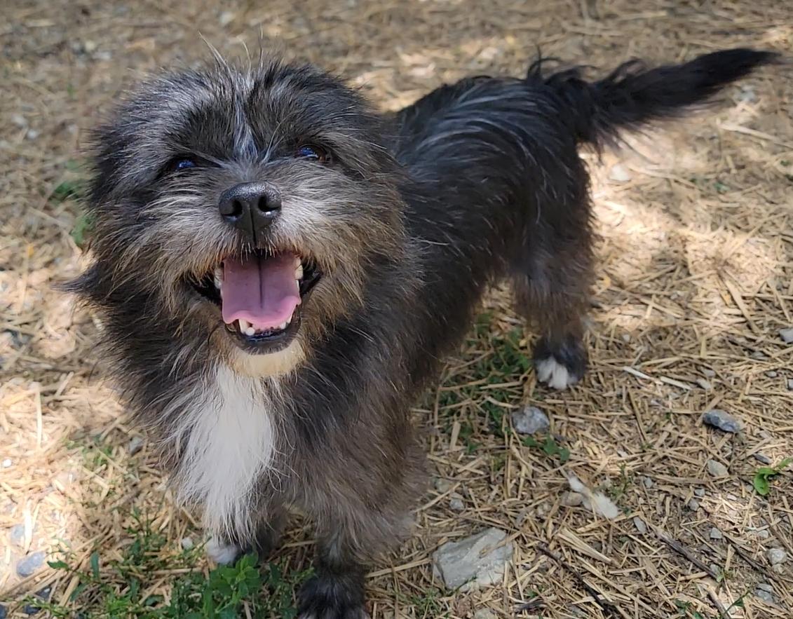 Enlarge Duke, an adopted Cairn Terrier in Mount Sterling, KY image 3/5