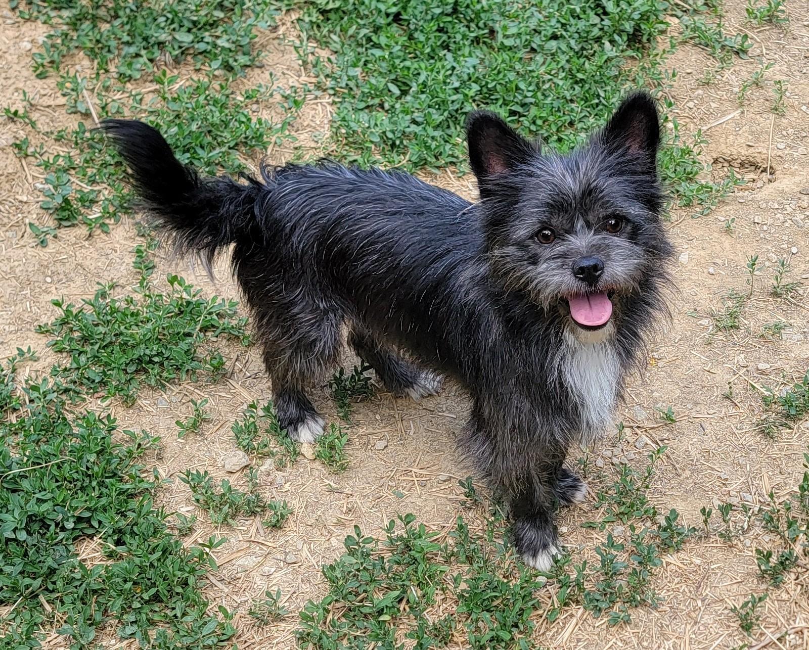 Duke, ADOPTABLE, Young Male Cairn Terrier.