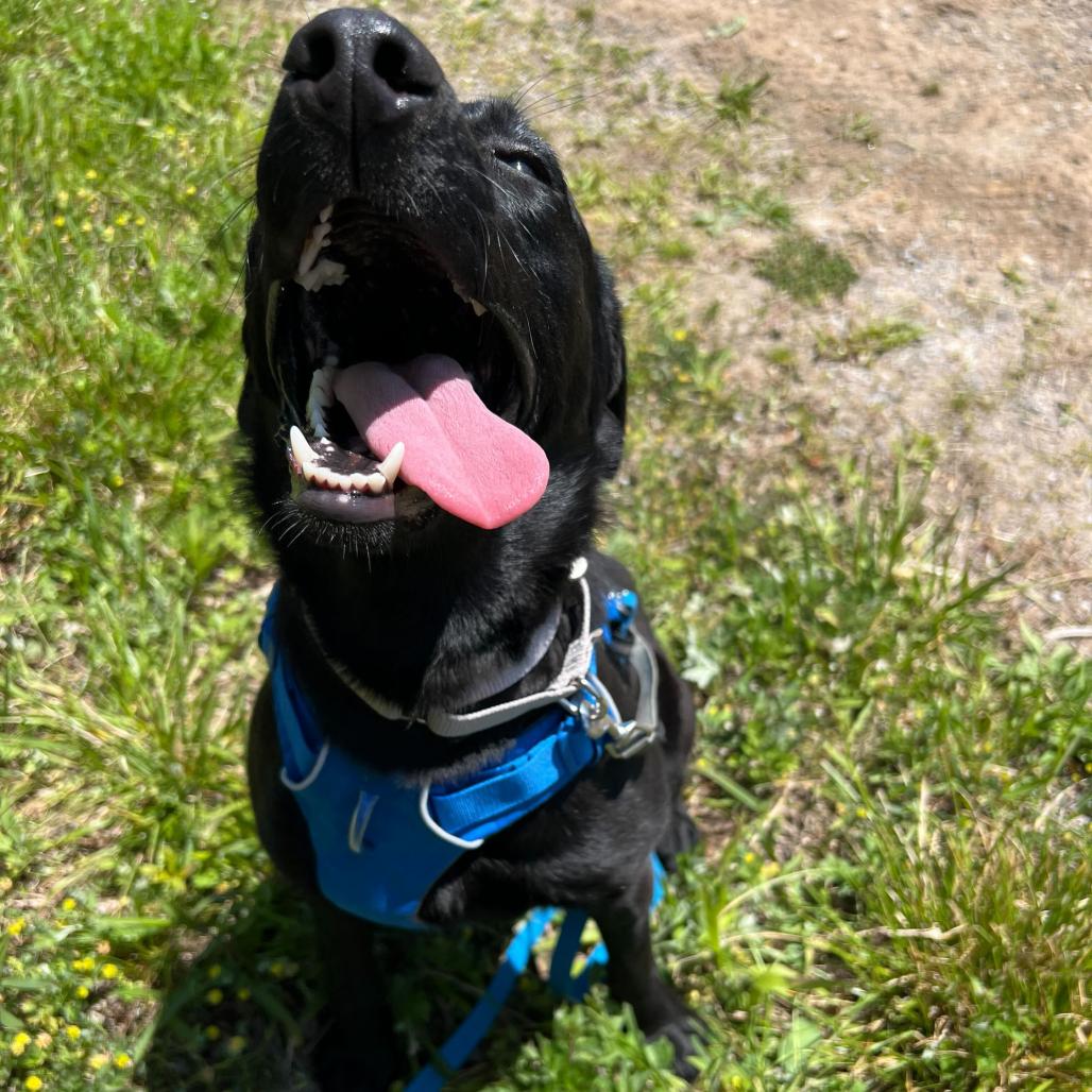 Iris, Adoptable, Young Female Mixed Breed.