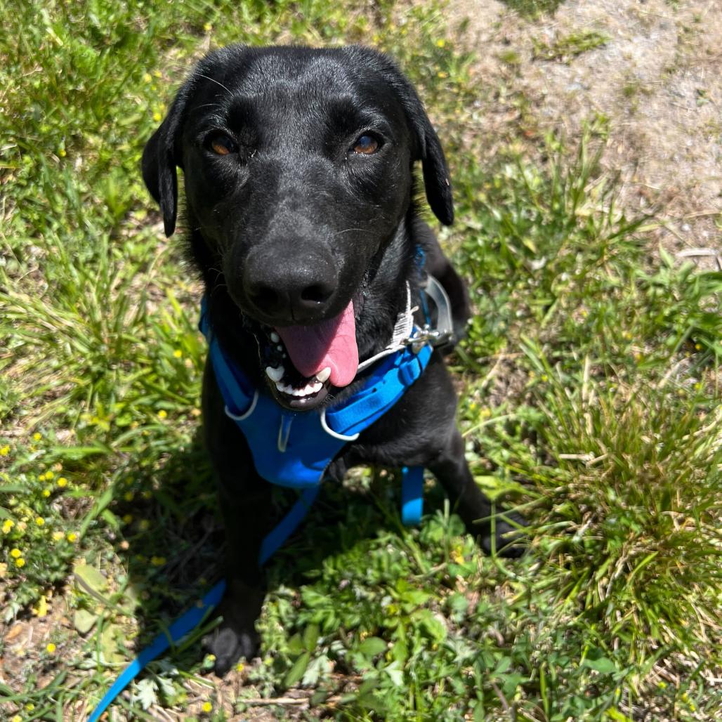 Enlarge Iris, a Adoptable Mixed Breed in Waynesville, NC image 2/4