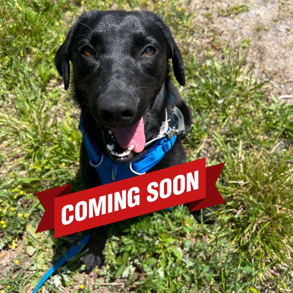 Enlarge Iris, a Adoptable Mixed Breed in Waynesville, NC image 3/4