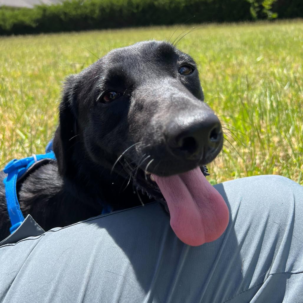 Enlarge Iris, a Adoptable Mixed Breed in Waynesville, NC image 4/4