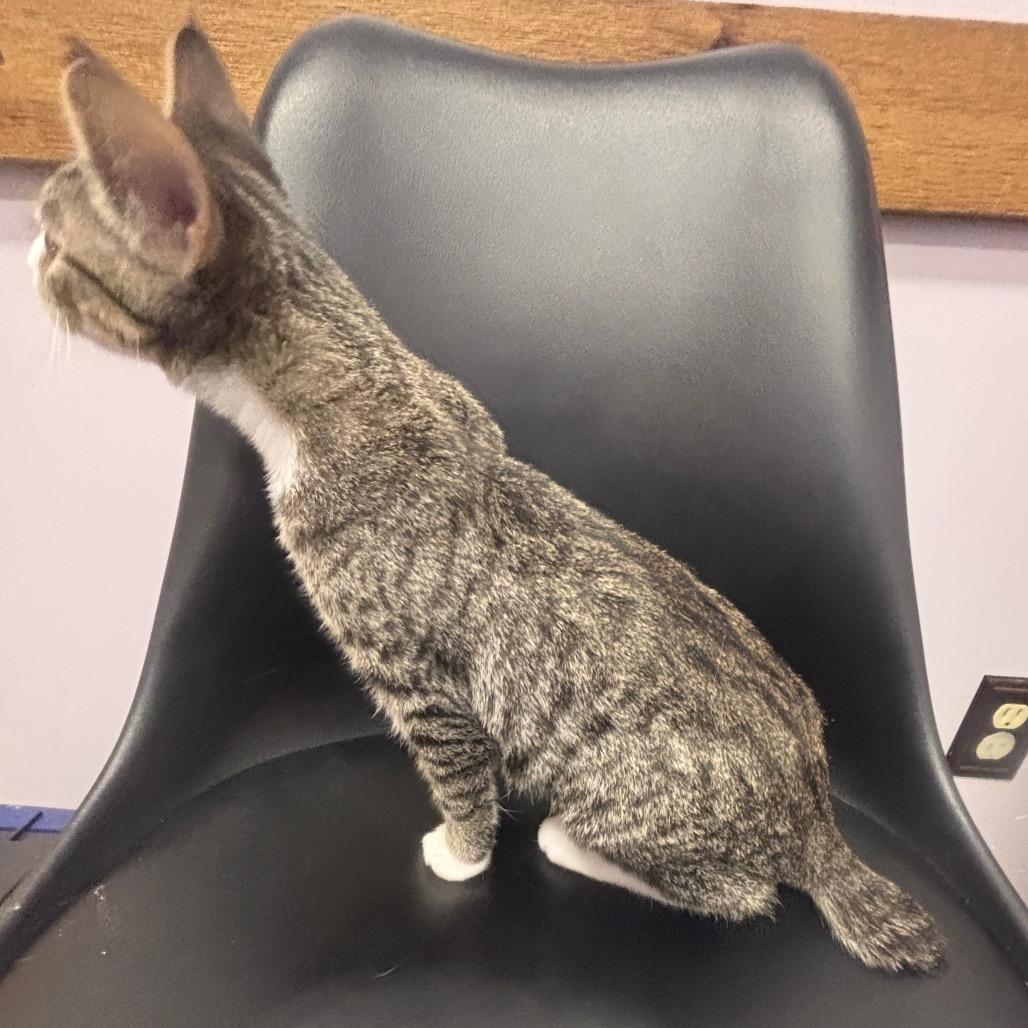 Tyson — thumbnail 2