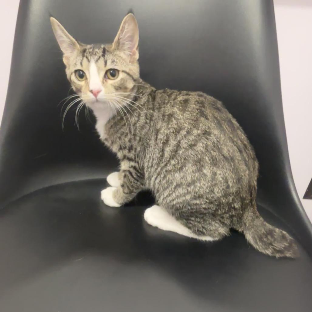 Tyson — thumbnail 3