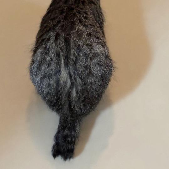 Tyson — thumbnail 5